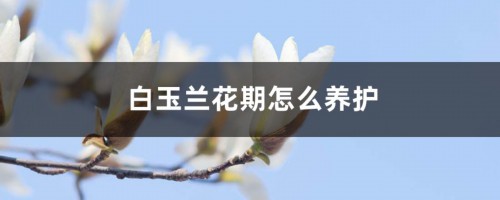 白玉兰花期怎么养护