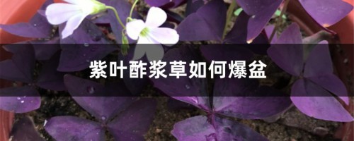 紫叶酢浆草如何爆盆