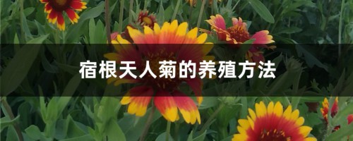 宿根天人菊的养殖方法和注意事项