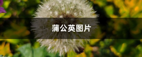 蒲公英图片（形态特征和养护方法简介）