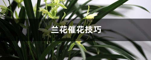 兰花催花技巧