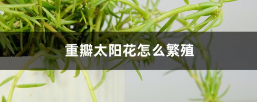 重瓣太阳花怎么繁殖