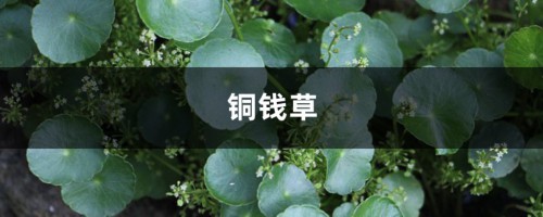 铜钱草叶子比碗大，绿萝疯长100米，到底咋养的？