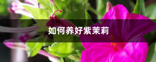 如何养好紫茉莉