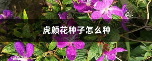 虎颜花种子怎么种