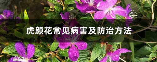 虎颜花常见病害及防治方法